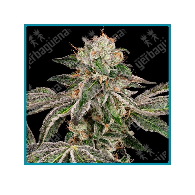 Runtz auto ( Zkittlez x Gelato x Ruderalis ) de White label