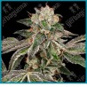 Runtz auto ( Zkittlez x Gelato x Ruderalis ) de White label
