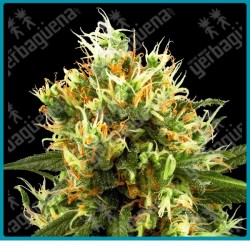 White haze auto ( White Haze x Ruderalis ) de White label