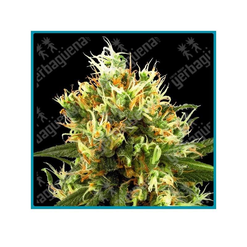 White haze auto ( White Haze x Ruderalis ) de White label