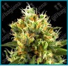 White haze auto ( White Haze x Ruderalis ) de White label