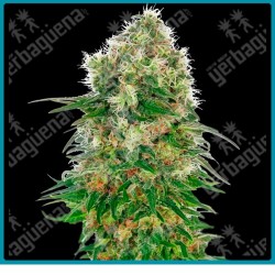 Shiva skunk auto ( Northern lights #5 x Skunk #1 x Ruderalis ) de Sensi seeds