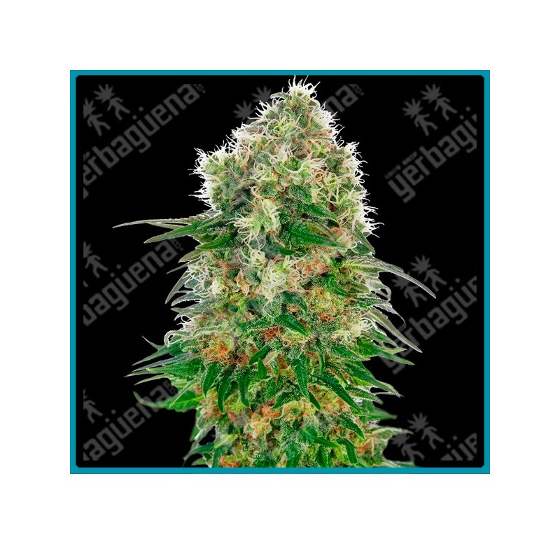 Shiva skunk auto ( Northern lights #5 x Skunk #1 x Ruderalis ) de Sensi seeds
