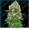 Shiva skunk auto ( Northern lights #5 x Skunk #1 x Ruderalis ) de Sensi seeds