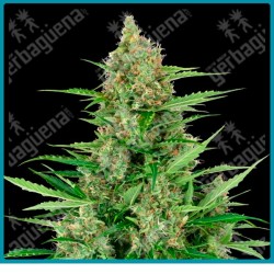 Double kush cake auto ( Hindu Kush x Skunk Kush x Afghani#1 ) de Sensi seeds