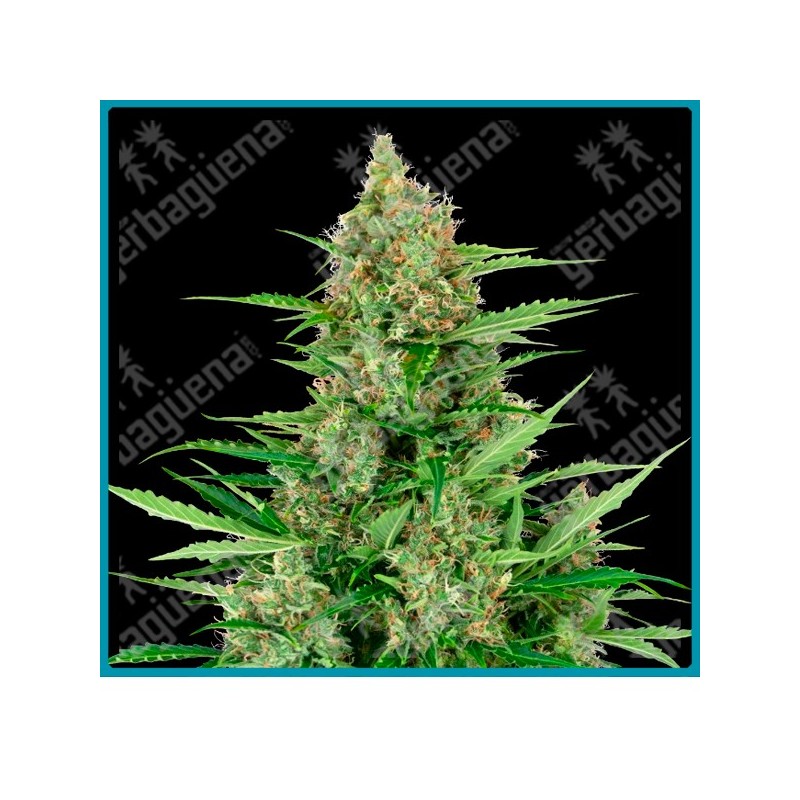 Double kush cake auto ( Hindu Kush x Skunk Kush x Afghani#1 ) de Sensi seeds