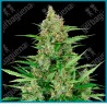 Double kush cake auto ( Hindu Kush x Skunk Kush x Afghani#1 ) de Sensi seeds