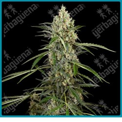 Sensi supreme skunk auto ( Ruderalis x Afghani #1 x Skunk #1 ) de Sensi seeds