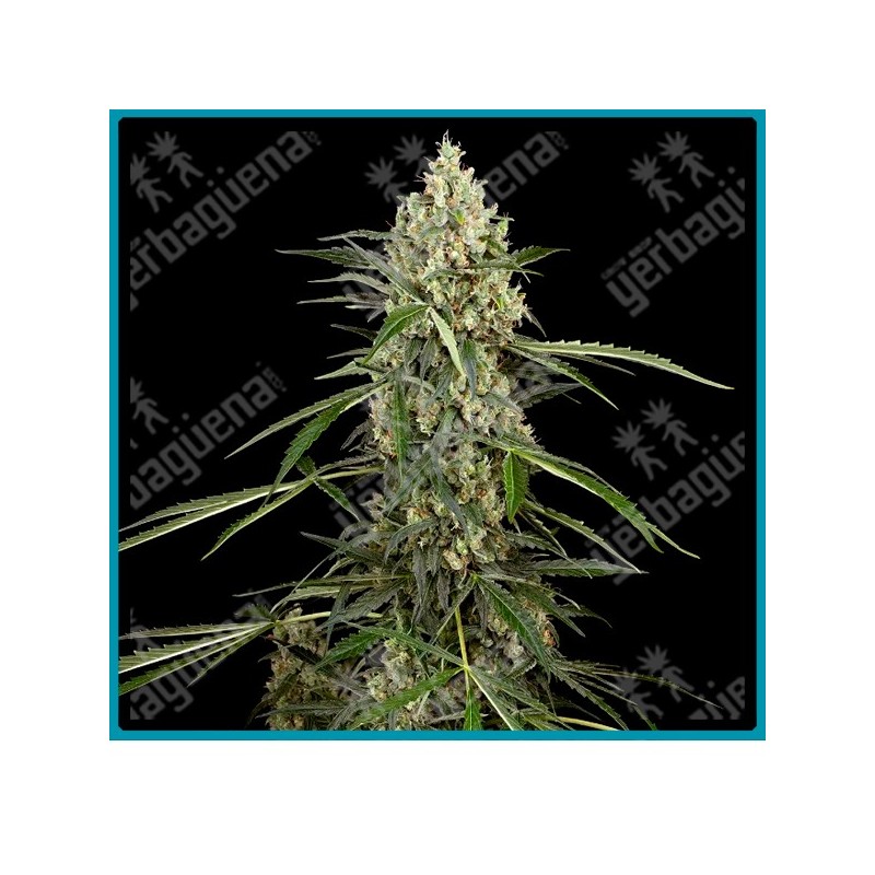 Sensi supreme skunk auto ( Ruderalis x Afghani #1 x Skunk #1 ) de Sensi seeds