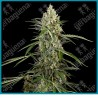 Sensi supreme skunk auto ( Ruderalis x Afghani #1 x Skunk #1 ) de Sensi seeds