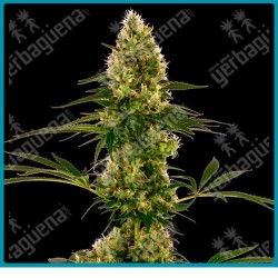 Blue bullet auto ( Skunk #1 auto x Blueberry ) de Sensi seeds