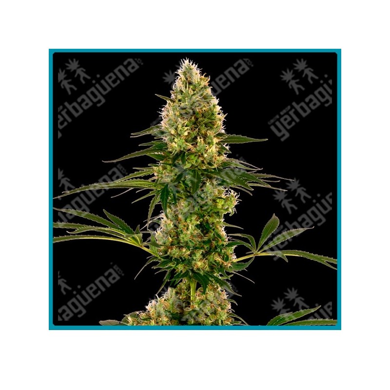 Blue bullet auto ( Skunk #1 auto x Blueberry ) de Sensi seeds