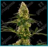 Blue bullet auto ( Skunk #1 auto x Blueberry ) de Sensi seeds
