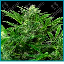 Mandarin punch auto ( Maple Leaf Indica x White Widow x NYC Diesel x Hindu Kush ) de Sensi seeds