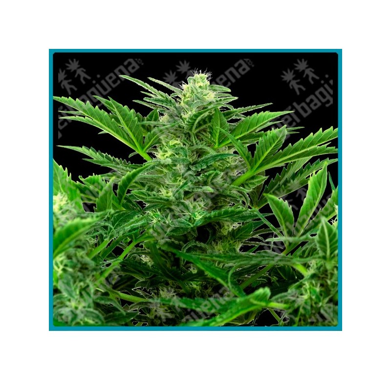 Mandarin punch auto ( Maple Leaf Indica x White Widow x NYC Diesel x Hindu Kush ) de Sensi seeds