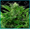 Mandarin punch auto ( Maple Leaf Indica x White Widow x NYC Diesel x Hindu Kush ) de Sensi seeds