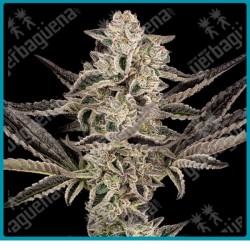 Purple pickle auto ( Sour Diesel x Granddaddy Purple ) de Sensi seeds
