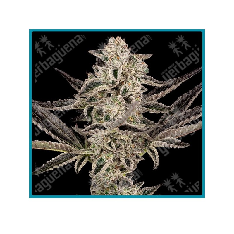 Purple pickle auto ( Sour Diesel x Granddaddy Purple ) de Sensi seeds