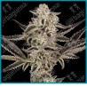 Purple pickle auto ( Sour Diesel x Granddaddy Purple ) de Sensi seeds