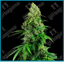 Honey melon kush auto ( Blueberry x Girl Scout Cookies x Ruderalis ) de Sensi seeds