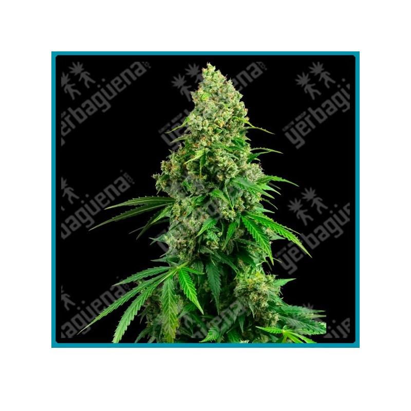 Honey melon kush auto ( Blueberry x Girl Scout Cookies x Ruderalis ) de Sensi seeds