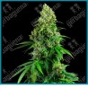 Honey melon kush auto ( Blueberry x Girl Scout Cookies x Ruderalis ) de Sensi seeds
