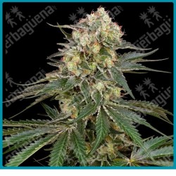 Sensi Supreme Angel’s Bliss CBD ( Alpine Delight CBD x Charlotte’s Web ) de Sensi seeds