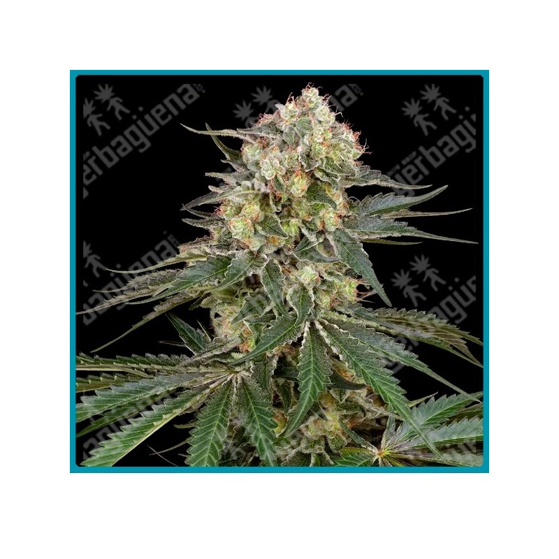 Sensi Supreme Angel’s Bliss CBD ( Alpine Delight CBD x Charlotte’s Web ) de Sensi seeds