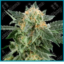 Snow ryder auto de White label
