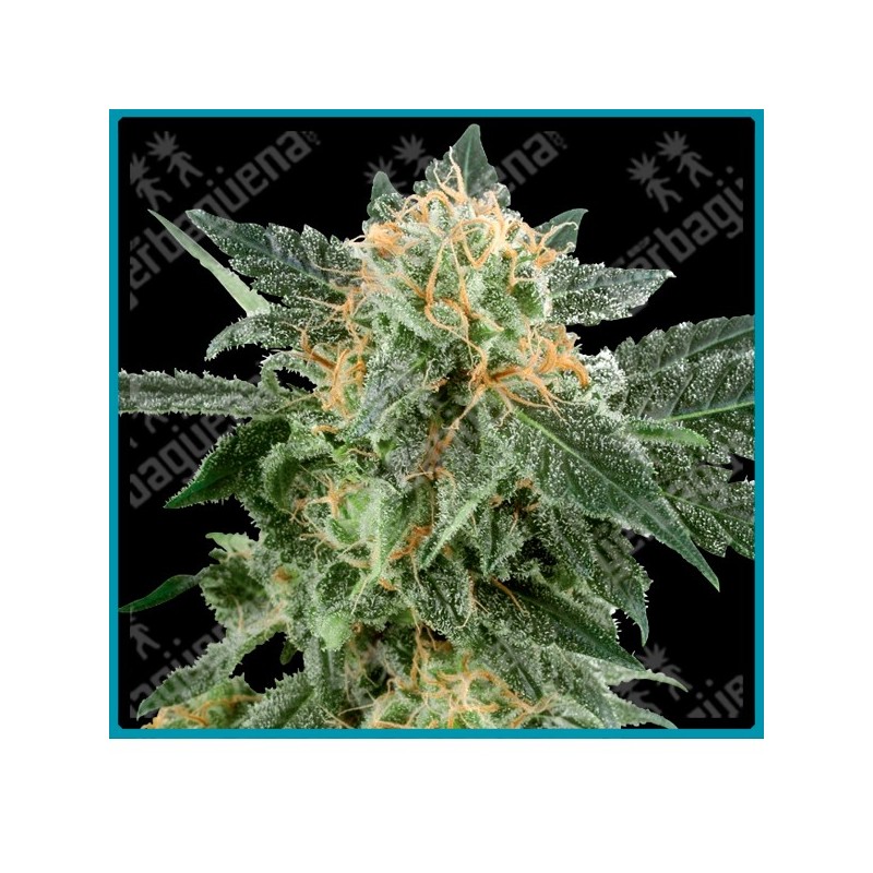 Snow ryder auto de White label