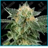 Snow ryder auto de White label