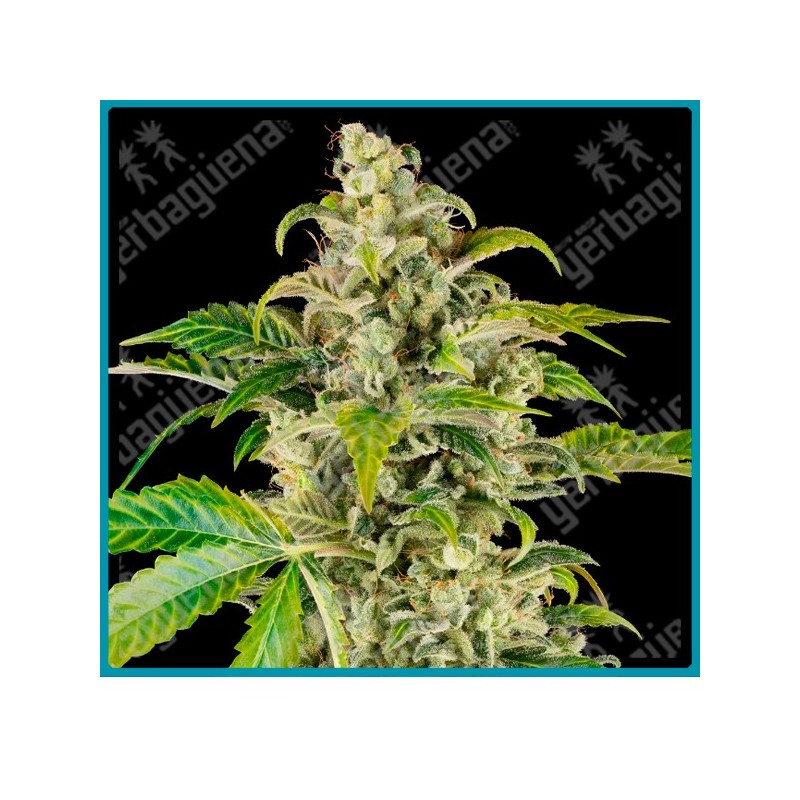 Sweet & sour cream auto ( Sour Florida OG x Gelato #420 ) de Sensi seeds