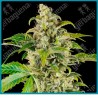 Sweet & sour cream auto ( Sour Florida OG x Gelato #420 ) de Sensi seeds