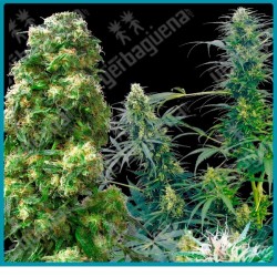 Outdoor mix regular de Sensi seeds