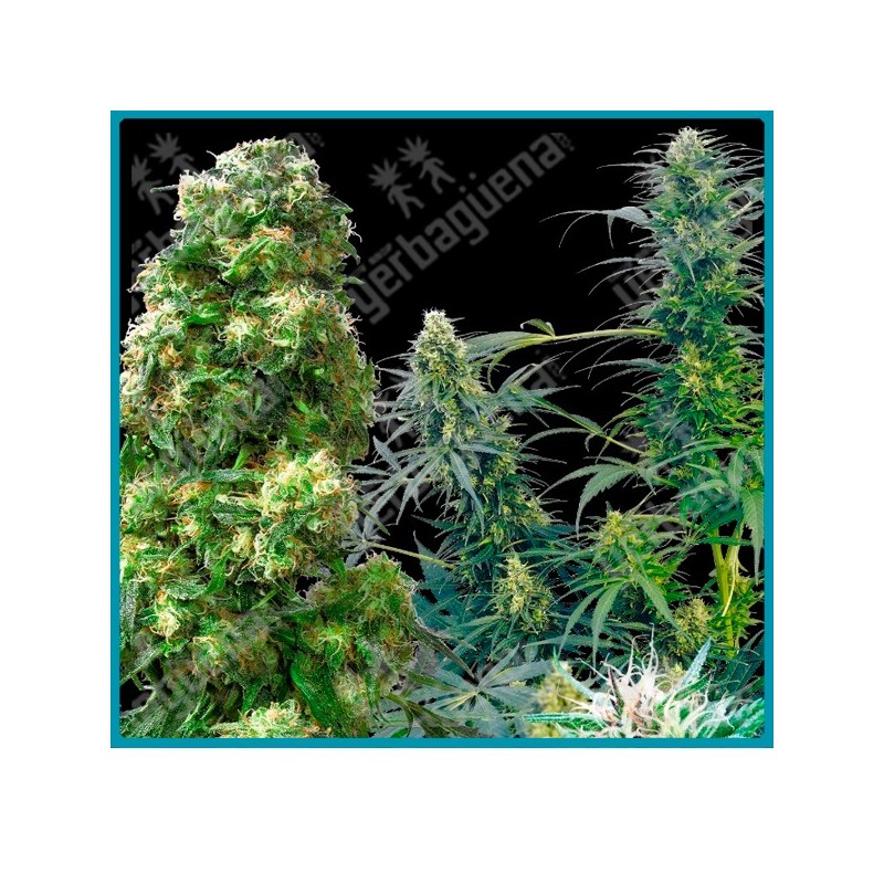 Outdoor mix regular de Sensi seeds