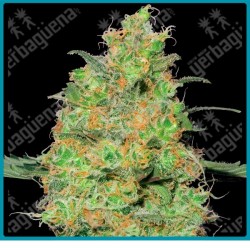 Master kush regular de White label