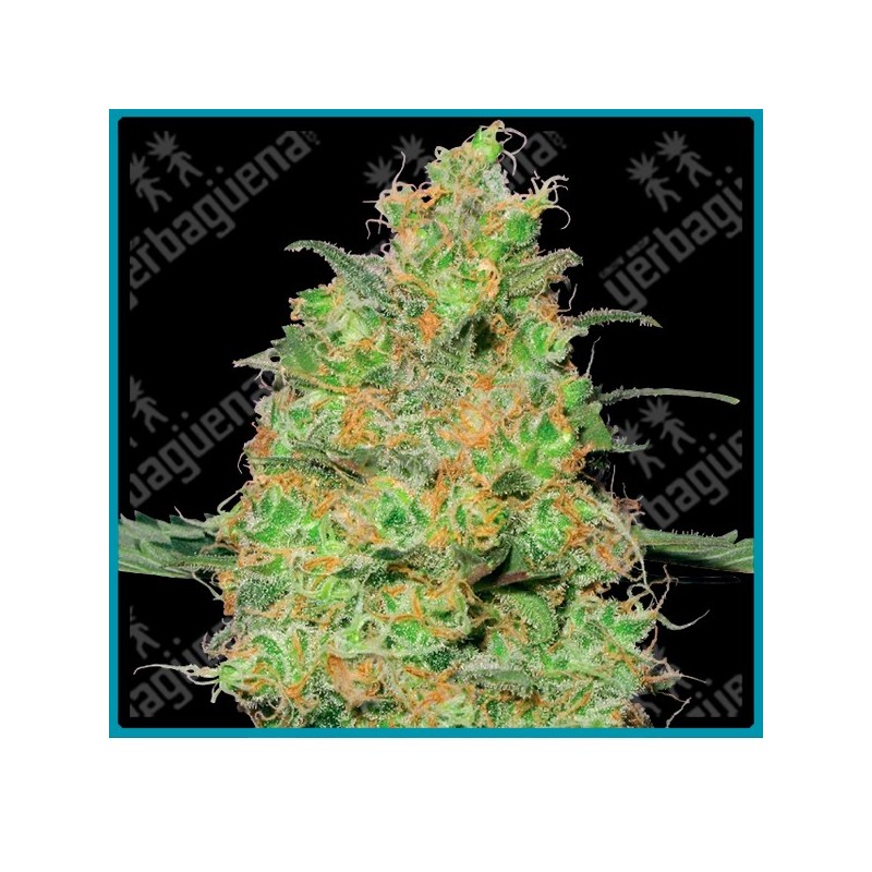 Master kush regular de White label