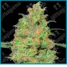 Master kush regular de White label