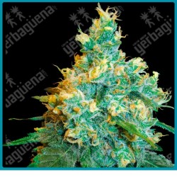 Jack herer regular de Sensi seeds