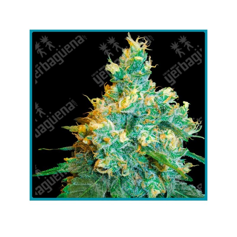 Jack herer regular de Sensi seeds