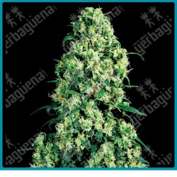Skunk #1 regular de Sensi seeds