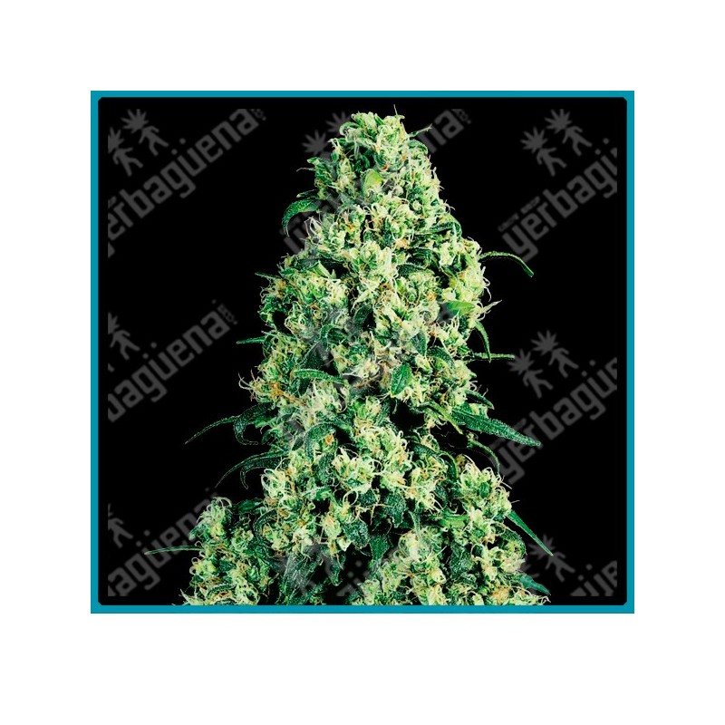 Skunk #1 regular de Sensi seeds