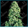 Skunk #1 regular de Sensi seeds