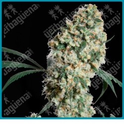 Ed rosenthal super bud regular de Sensi seeds