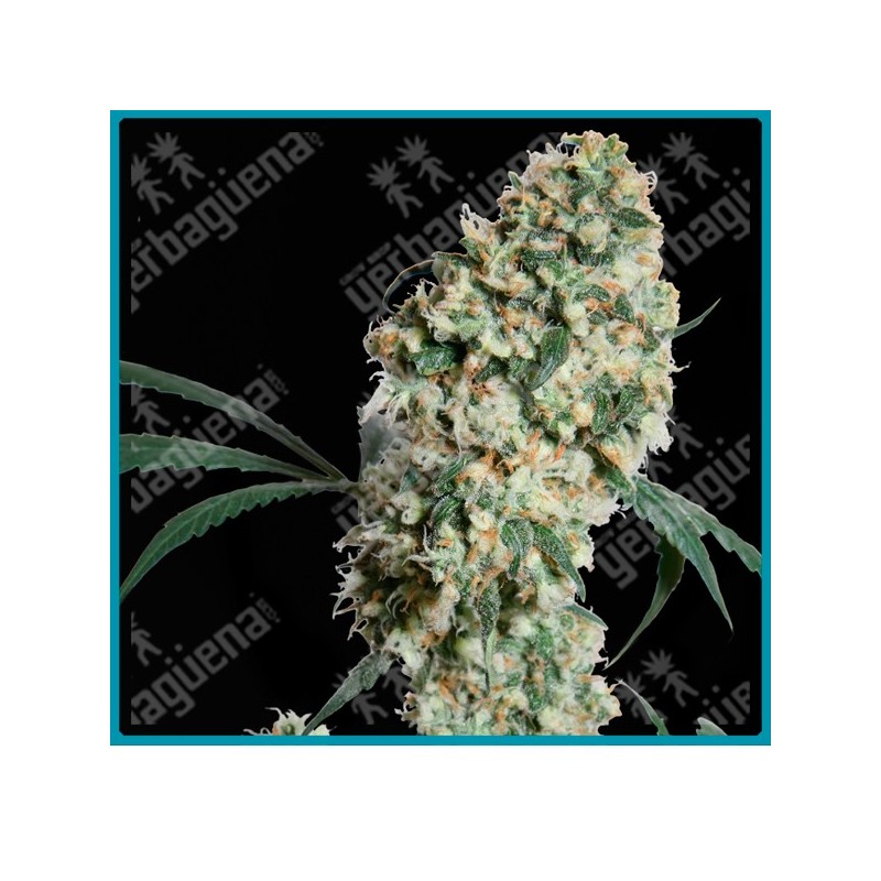 Ed rosenthal super bud regular de Sensi seeds
