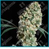 Ed rosenthal super bud regular de Sensi seeds