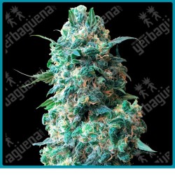 Afghan kush regulares de White label