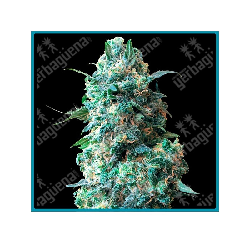 Afghan kush regulares de White label