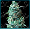 Afghan kush regulares de White label