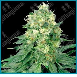 White widow regular de White label